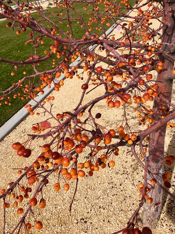 45699715092_82e641816b_c